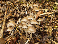 Psathyrella gracilis