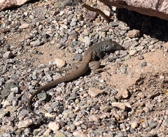 Aspidoscelis tigris tigris