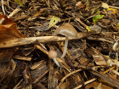 Psathyrella gracilis