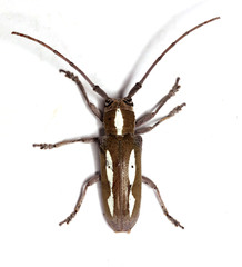 Prosopocera paykulli