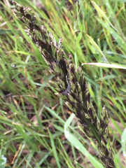 Melica californica