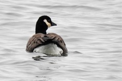 Branta hutchinsii hutchinsii