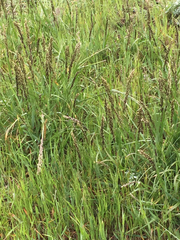 Melica californica