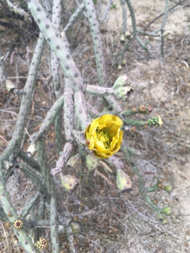 Thurber's Cholla