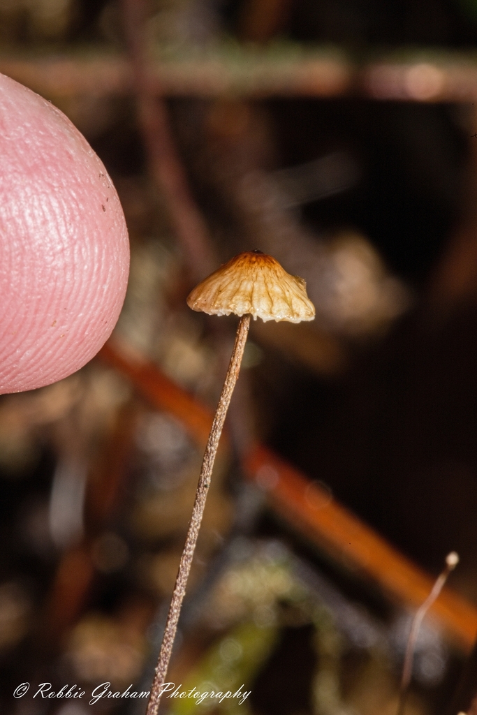 Crinipellis procera from Mangakino 3492, New Zealand on August 22, 2023