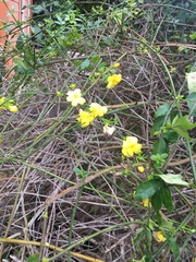 Jasminum mesnyi