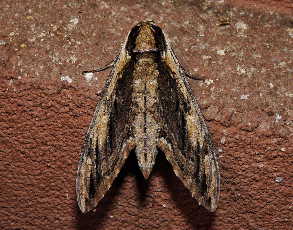 Vine Hawk-Moth (Moths of Singapore) · iNaturalist