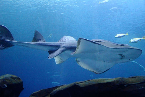 Rhina ancylostomus