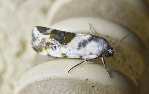 Ponometia candefacta