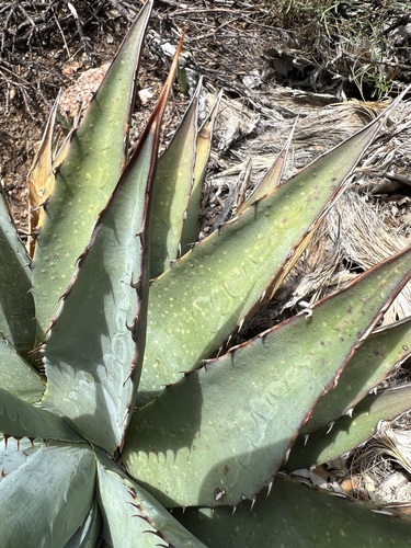 Agave mckelveyana