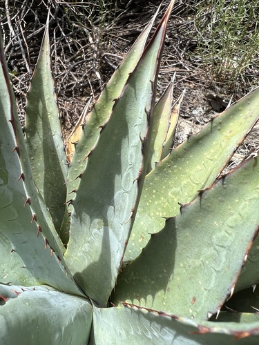 Image of Mckelvey's Agave (Agave mckelveyana) by no rights reserved