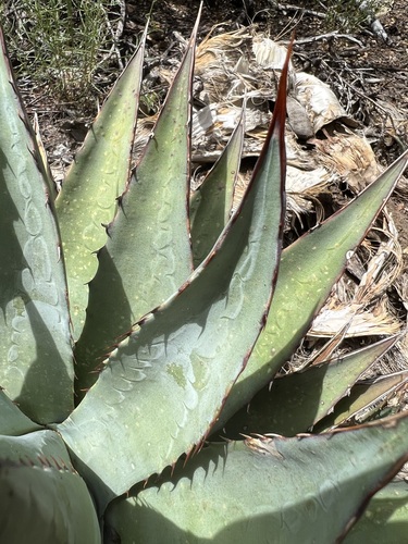 Agave mckelveyana
