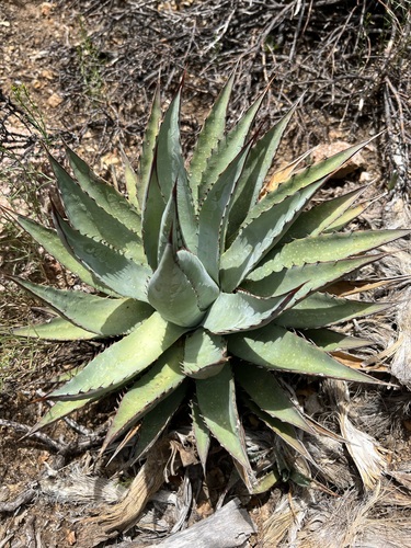 Agave mckelveyana