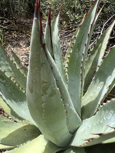 Image of Mckelvey's Agave (Agave mckelveyana) by no rights reserved
