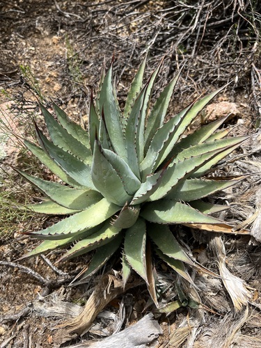 Agave mckelveyana