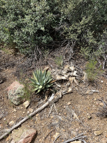 Agave mckelveyana
