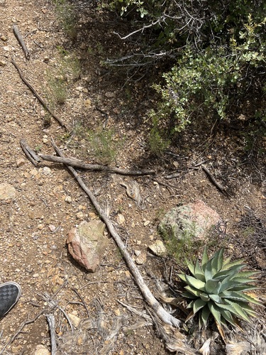 Agave mckelveyana