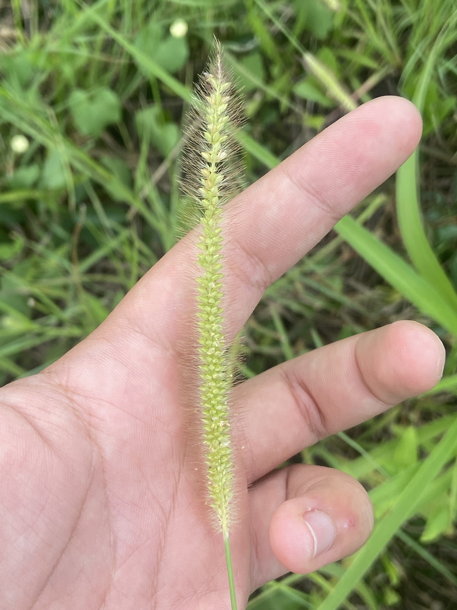 Setaria pumila — ảnh 2