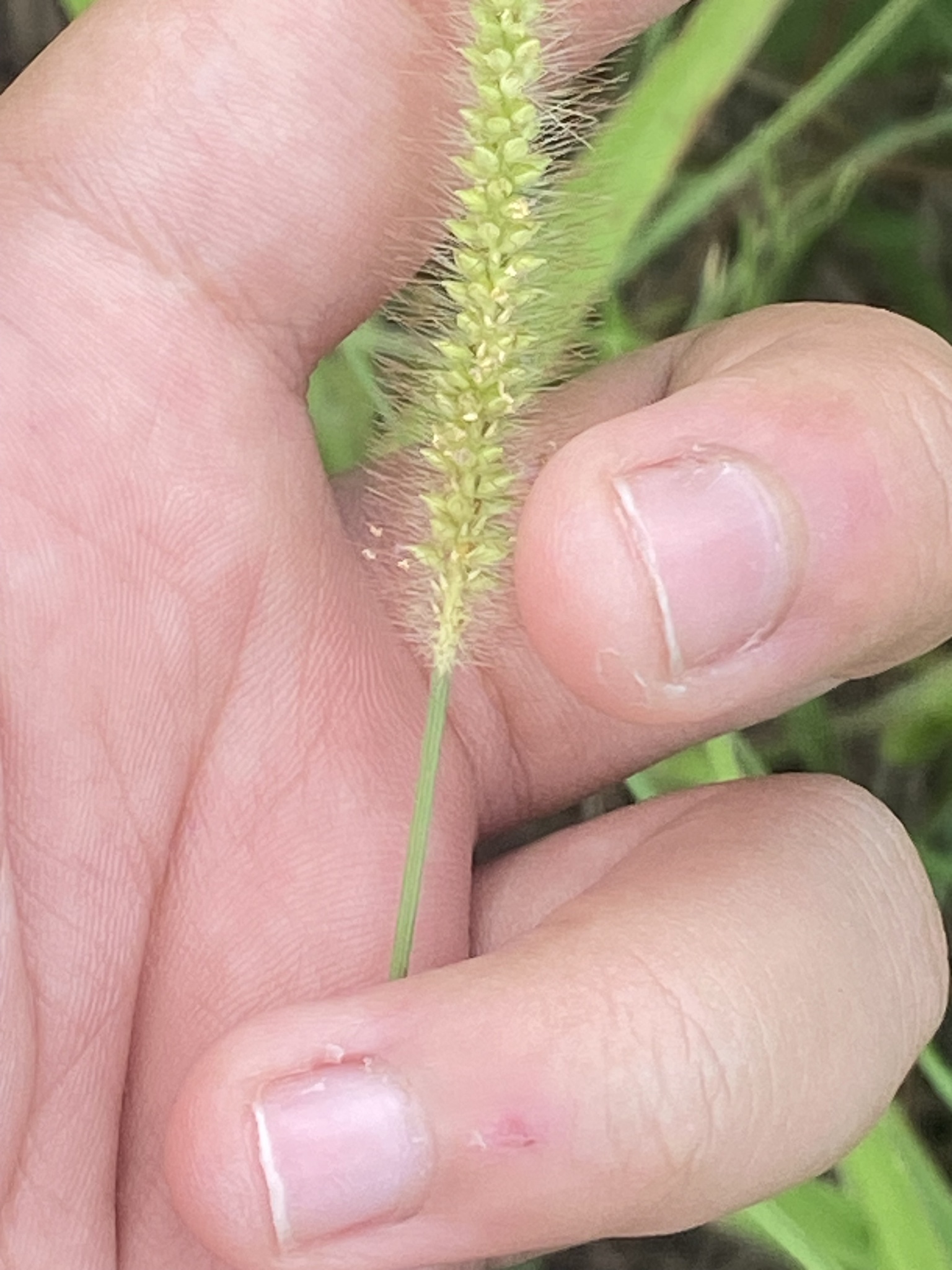 Setaria pumila — ảnh 3