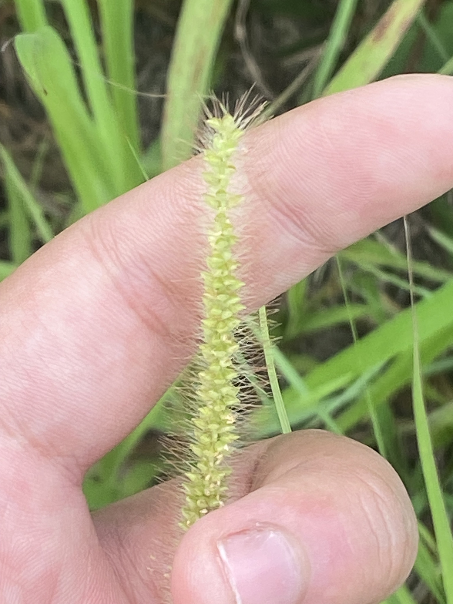 Setaria pumila (Setaria pumila)