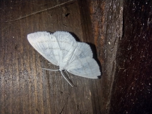 listnatka biela (Cabera pusaria)