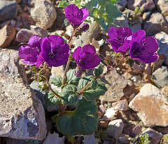Phacelia calthifolia