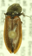 Pseudanostirus hoppingi