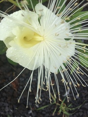 Capparis sandwichiana