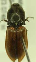 Pseudanostirus hoppingi
