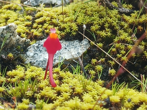 Image of Utricularia menziesii by (c) Em Lamond, some rights reserved (CC BY)