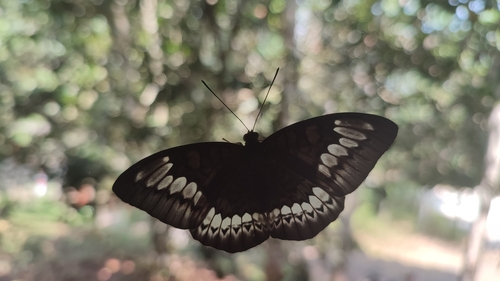 Tanaecia trigerta