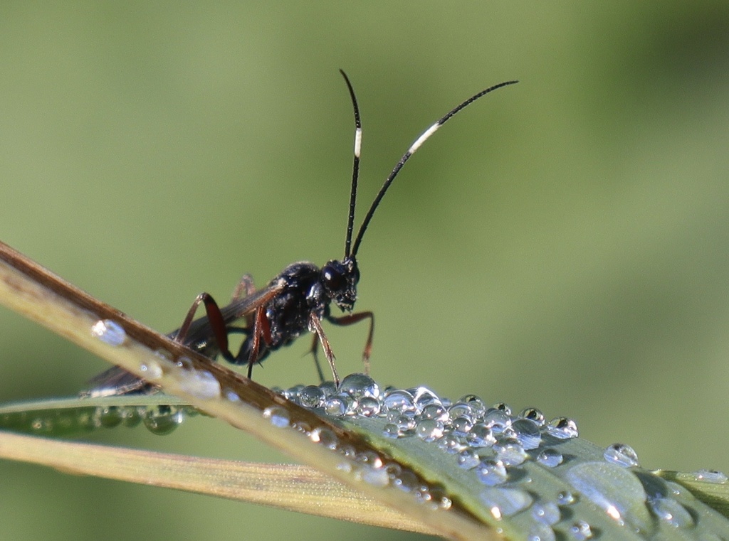 Ichneumon crassifemur from Pot Miru, Karfreit, 046, SI on October 12