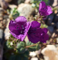 Phacelia calthifolia