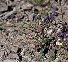 Eriogonum deflexum deflexum