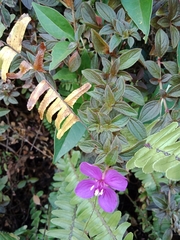 Heterocentron elegans