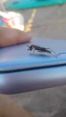 Cranistus colliurides