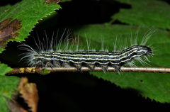Datana angusii