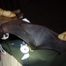 Giant House Bat - Photo (c) danil, some rights reserved (CC BY-NC)