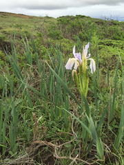 Iris longipetala