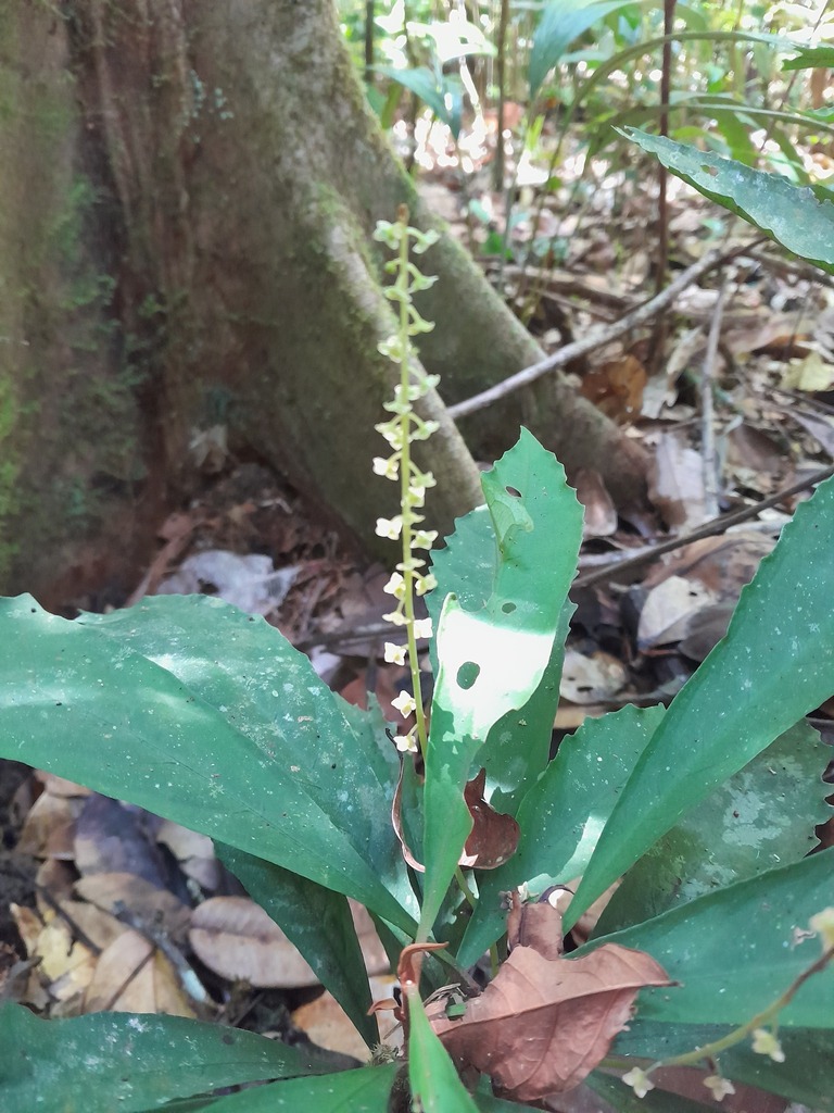 Cybianthus prieurii