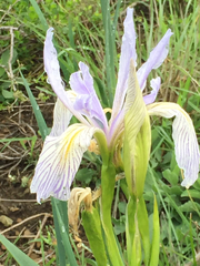 Iris longipetala
