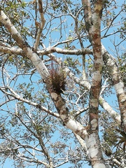 Tillandsia juncea
