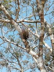 Tillandsia juncea