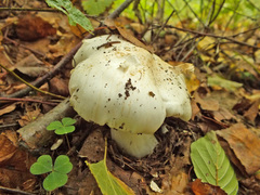Tricholoma columbetta