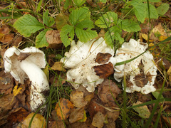 Tricholoma columbetta
