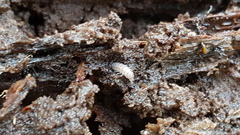 Miktoniscus