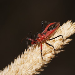 Gminatus
