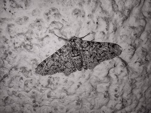 Piadivka brezová (Biston betularia)
