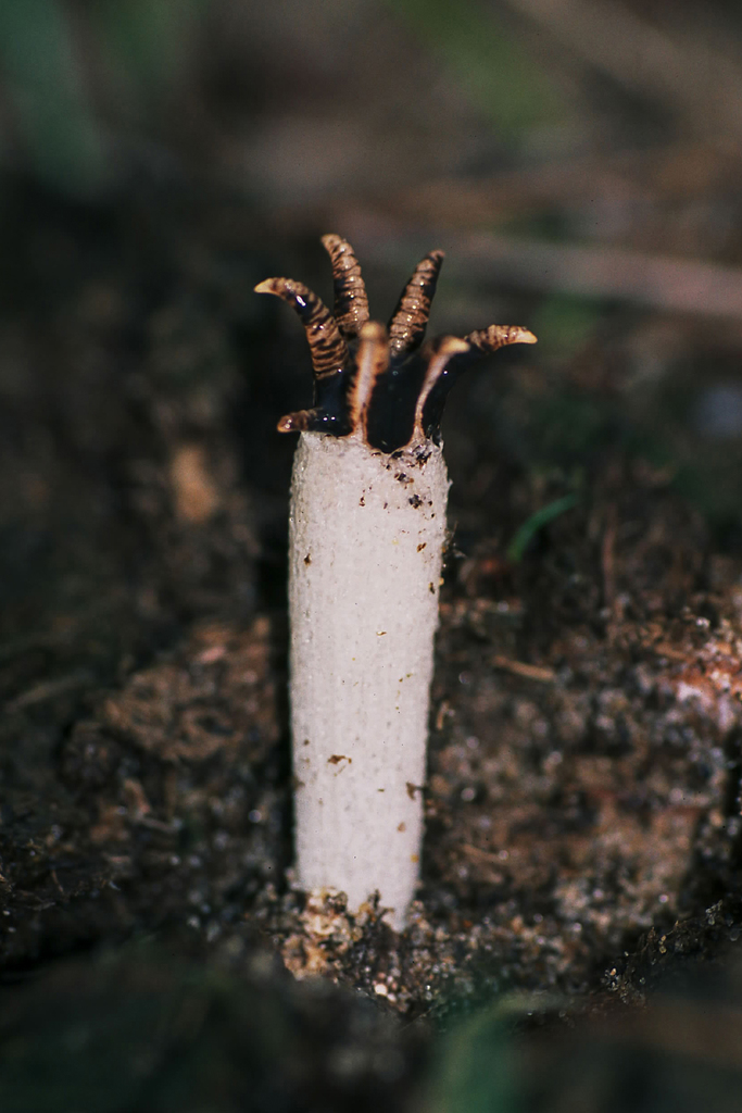 Lysurus cruciatus · March 2002 · photo: © kristofz (iNaturalist, cc-by)