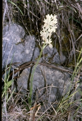 Orchis provincialis